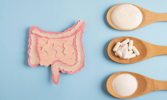 Ilustración del intestino junto a cucharas con yogurt, cápsulas probióticas y polvo prebiótico, representando salud digestiva y microbiota intestinal